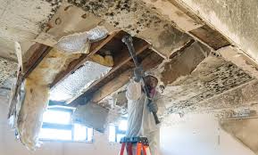 Best Black Mold Removal  in Forsyth, IL